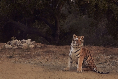 Angela Lindvall poster