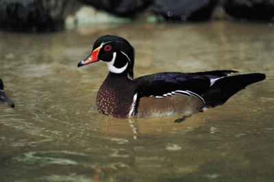 Ducks & Loons poster