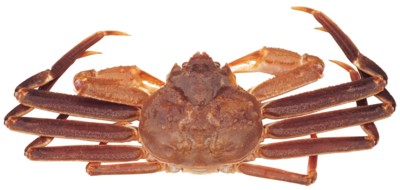 crab poster
