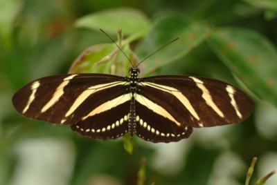 Butterfly & Moth poster