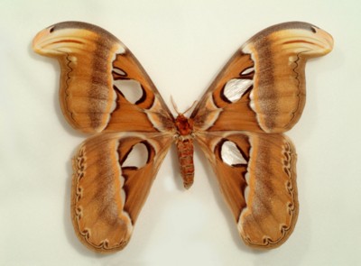 Butterfly & Moth poster