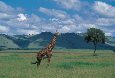 giraffe poster