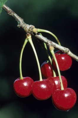 Cherry poster