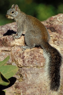 Mouse & Rodent poster