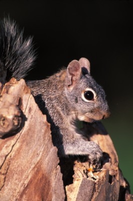 Mouse & Rodent poster