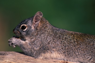 Mouse & Rodent poster