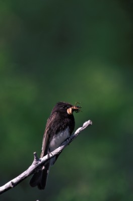 Flycatcher poster
