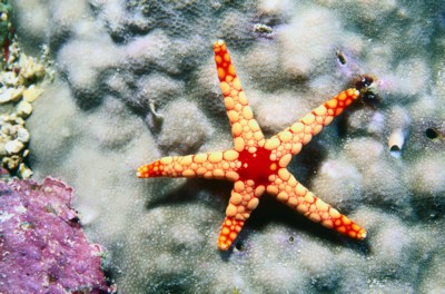 StarFish poster