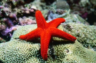 StarFish poster