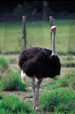Ostrich poster