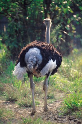 Ostrich poster