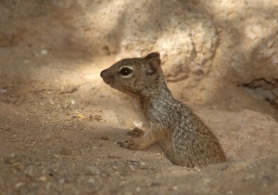 Mouse & Rodent poster