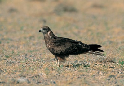 Hawk & Falcon poster