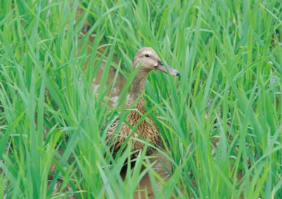Ducks & Loons poster