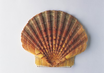 Seashell poster
