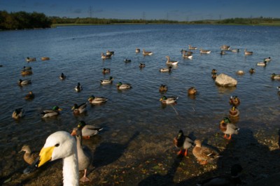 Ducks & Loons poster