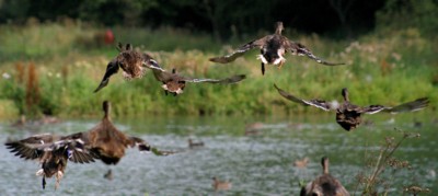Ducks & Loons poster