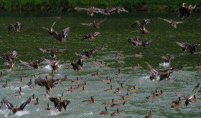 Ducks & Loons poster