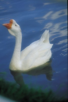 Goose poster