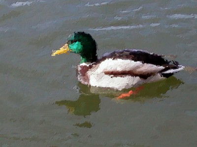 Ducks & Loons poster