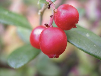 Raspberry Longsleeve T-shirt