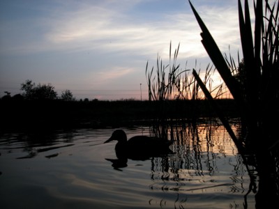 Ducks & Loons poster