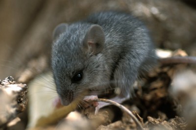 Mouse & Rodent poster