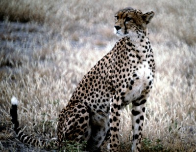 Cheetah poster