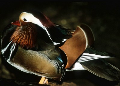 Ducks & Loons poster