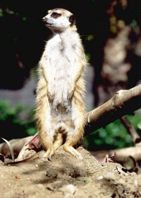 Mouse & Rodent poster