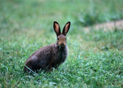 Mouse & Rodent poster