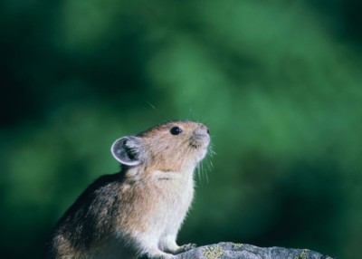 Mouse & Rodent poster