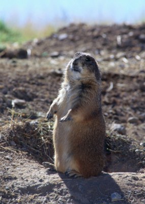 Mouse & Rodent poster