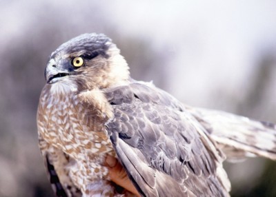 Hawk & Falcon poster