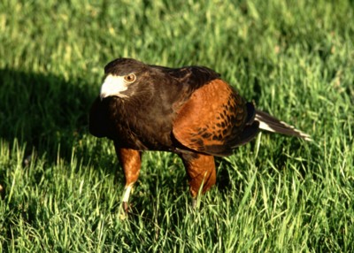 Hawk & Falcon poster