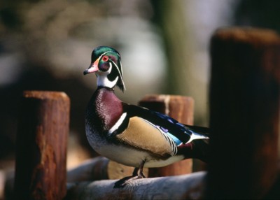 Ducks & Loons poster