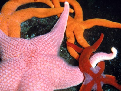 StarFish poster