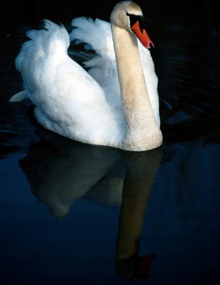 Swan poster