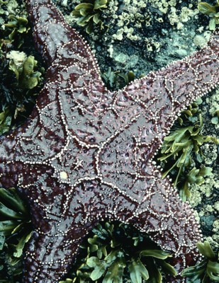 StarFish poster