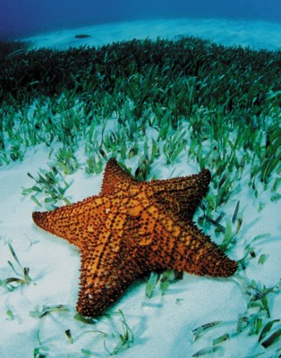 StarFish poster