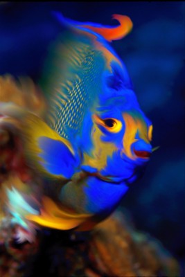 Tropical Fish poster