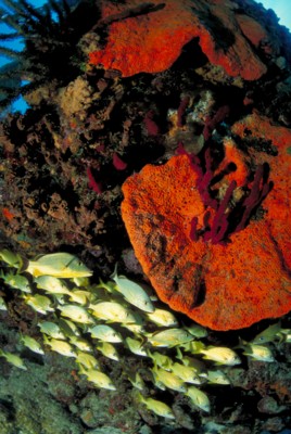 Tropical Fish poster