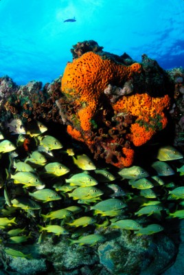 Tropical Fish poster