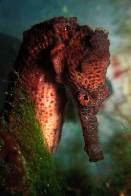 Tropical Fish poster