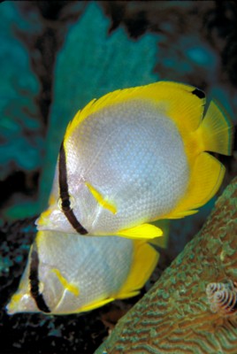 Tropical Fish poster