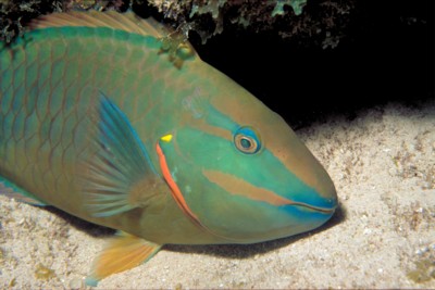 Tropical Fish poster