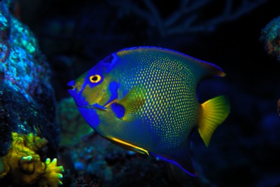 Tropical Fish poster