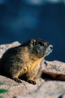 Mouse & Rodent poster