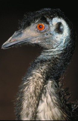 Ostrich poster