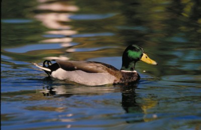 Ducks & Loons poster